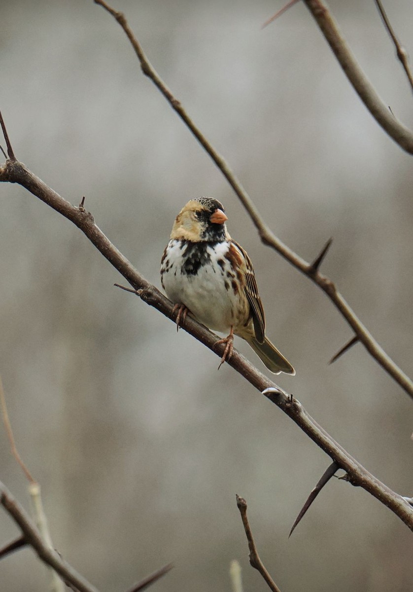 Harrisammer - ML647346433