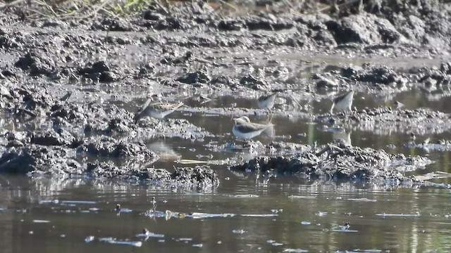 jespák dlouhoprstý - ML647346436