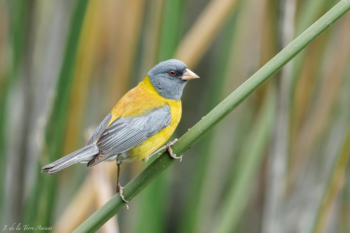 sierra finch sp. - ML647346437