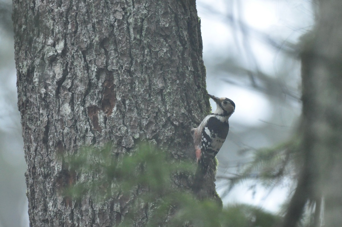 White-backed Woodpecker - ML647346440