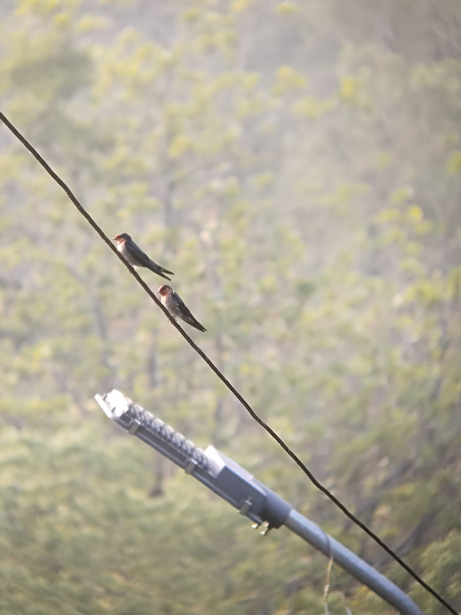 Hill Swallow - ML647346442