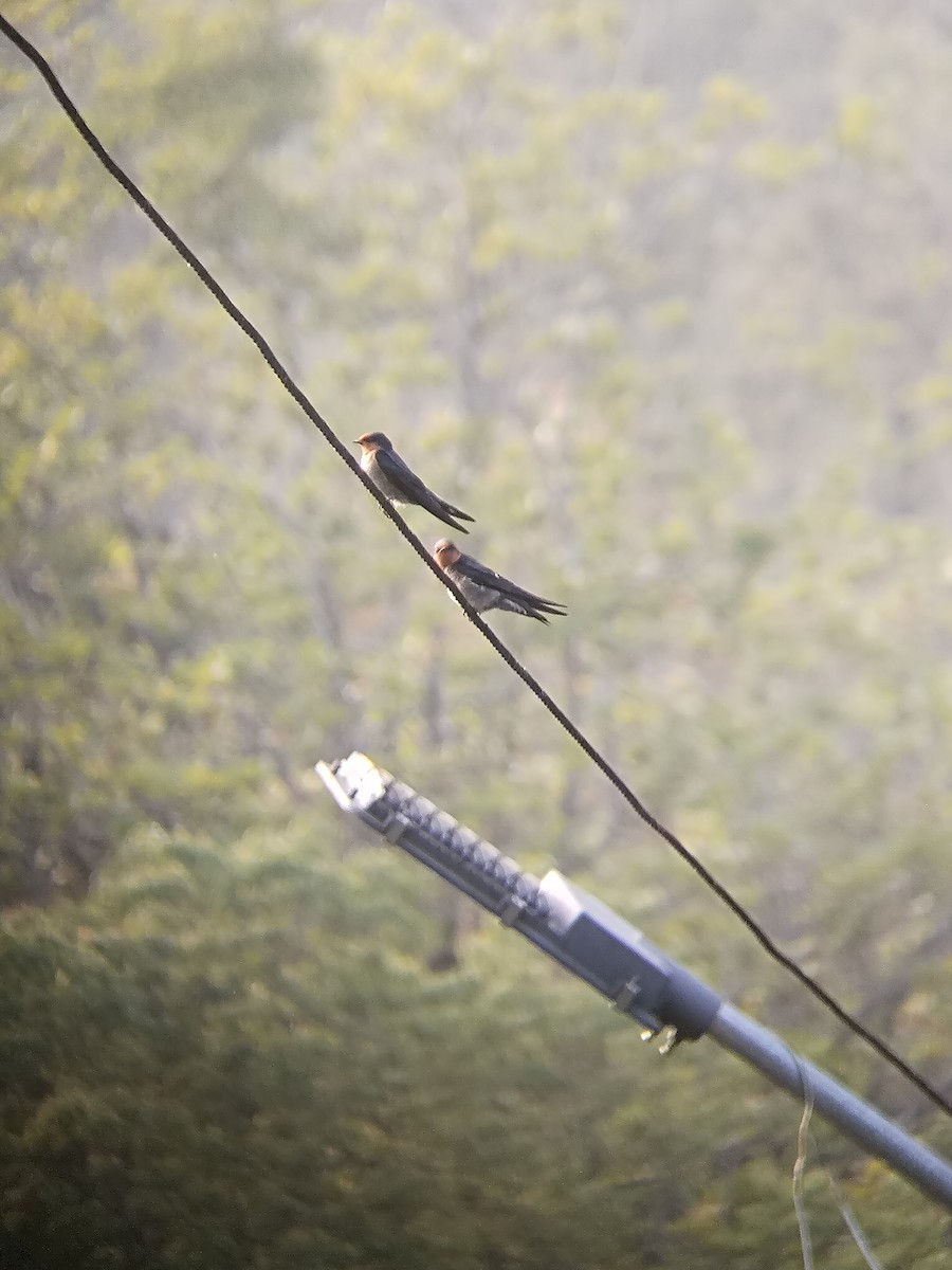 Hill Swallow - ML647346443