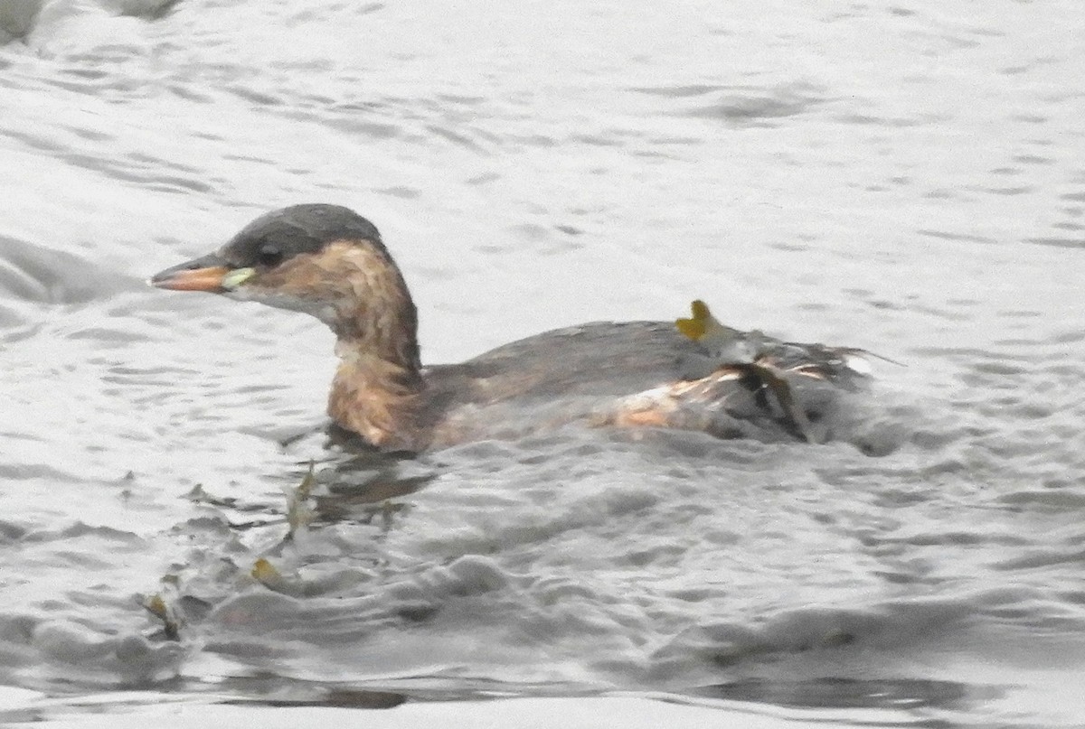 小鸊鷉 - ML647346446