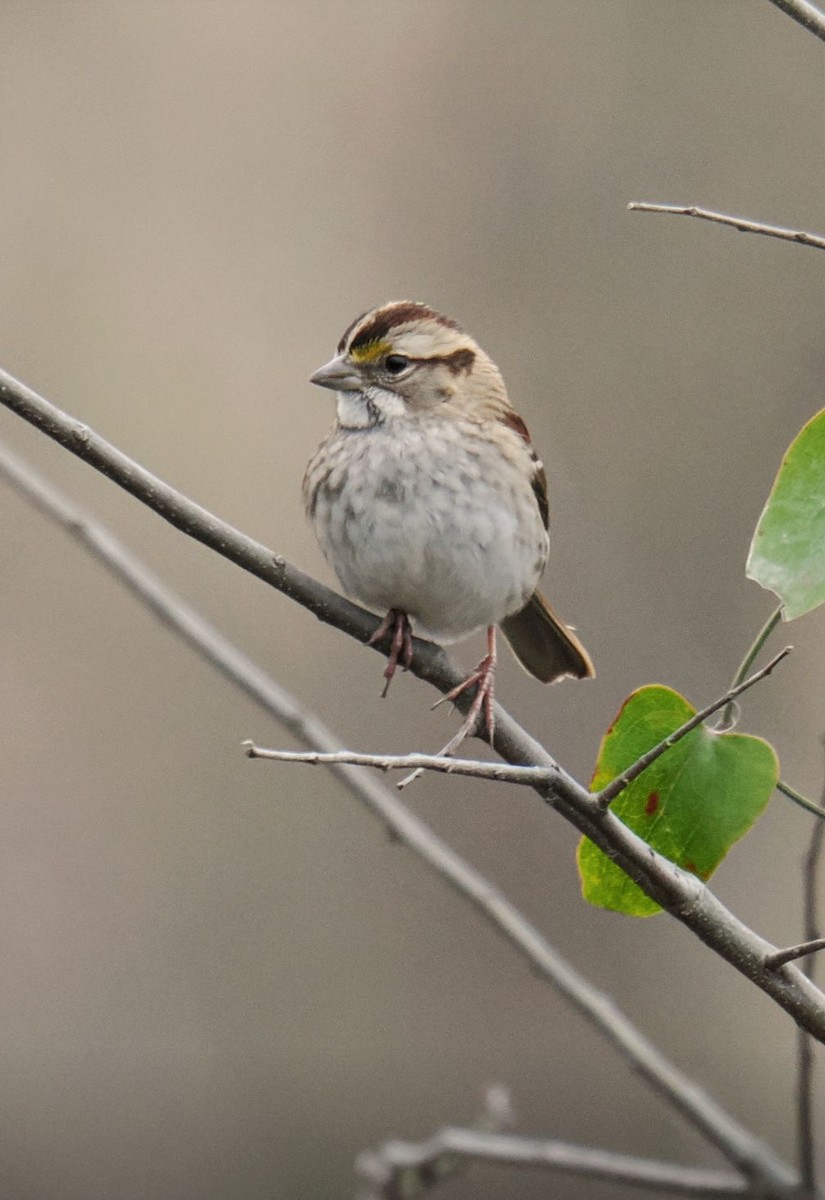 Weißkehlammer - ML647346447