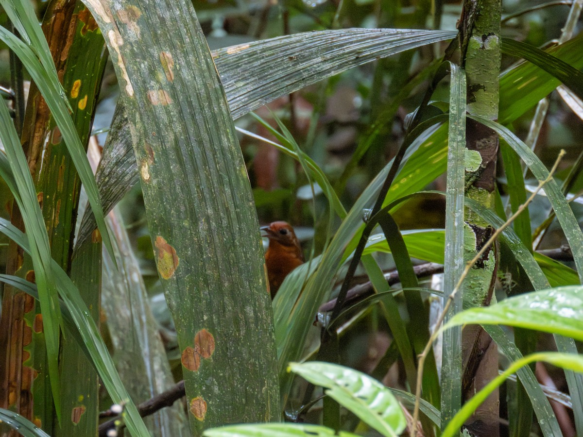 Musician Wren - ML647346450