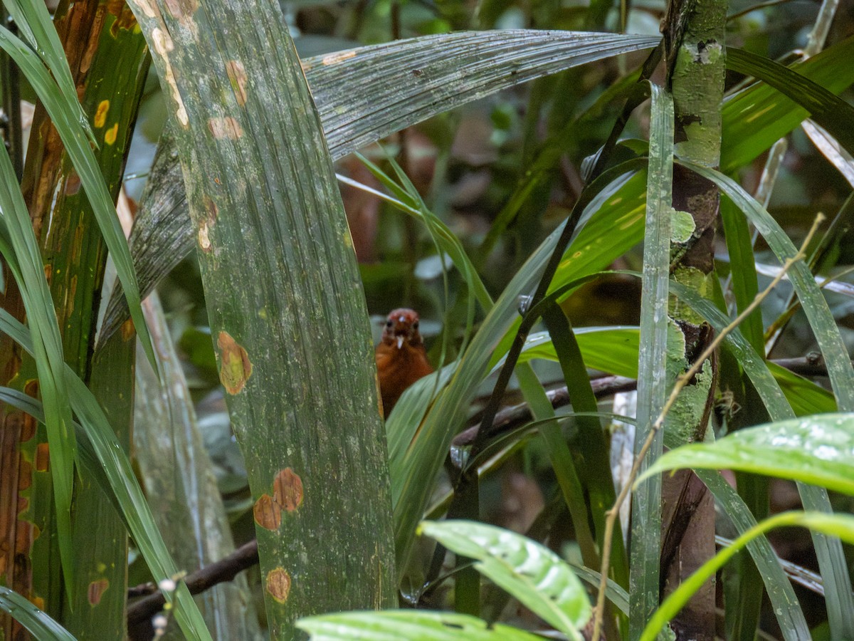 Musician Wren - ML647346451
