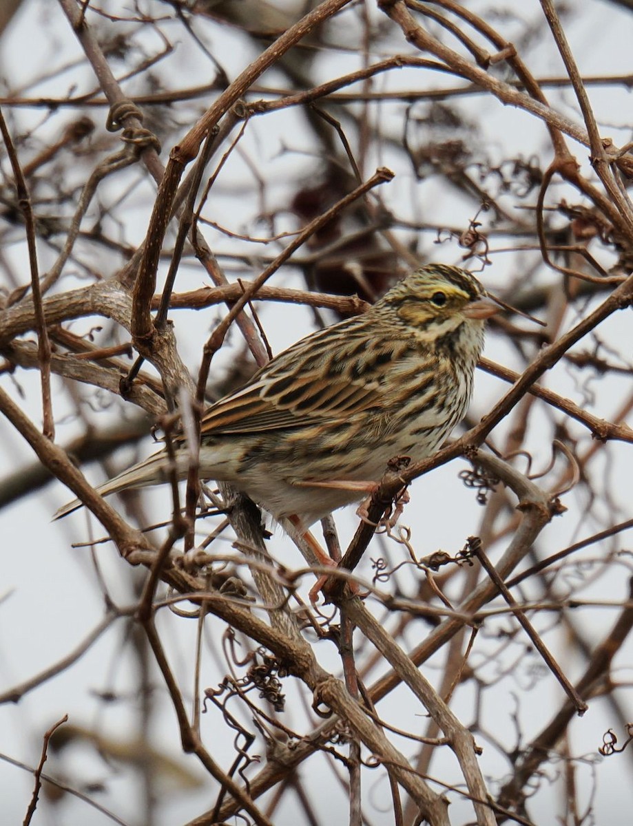 Grasammer - ML647346455