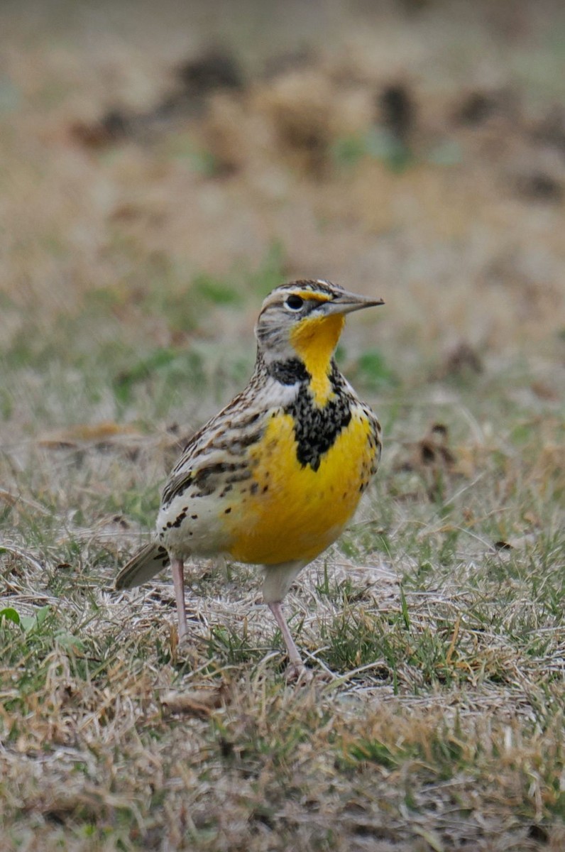 Wiesenstärling - ML647346462