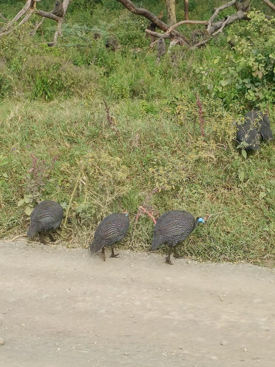 Helmeted Guineafowl - ML647346464
