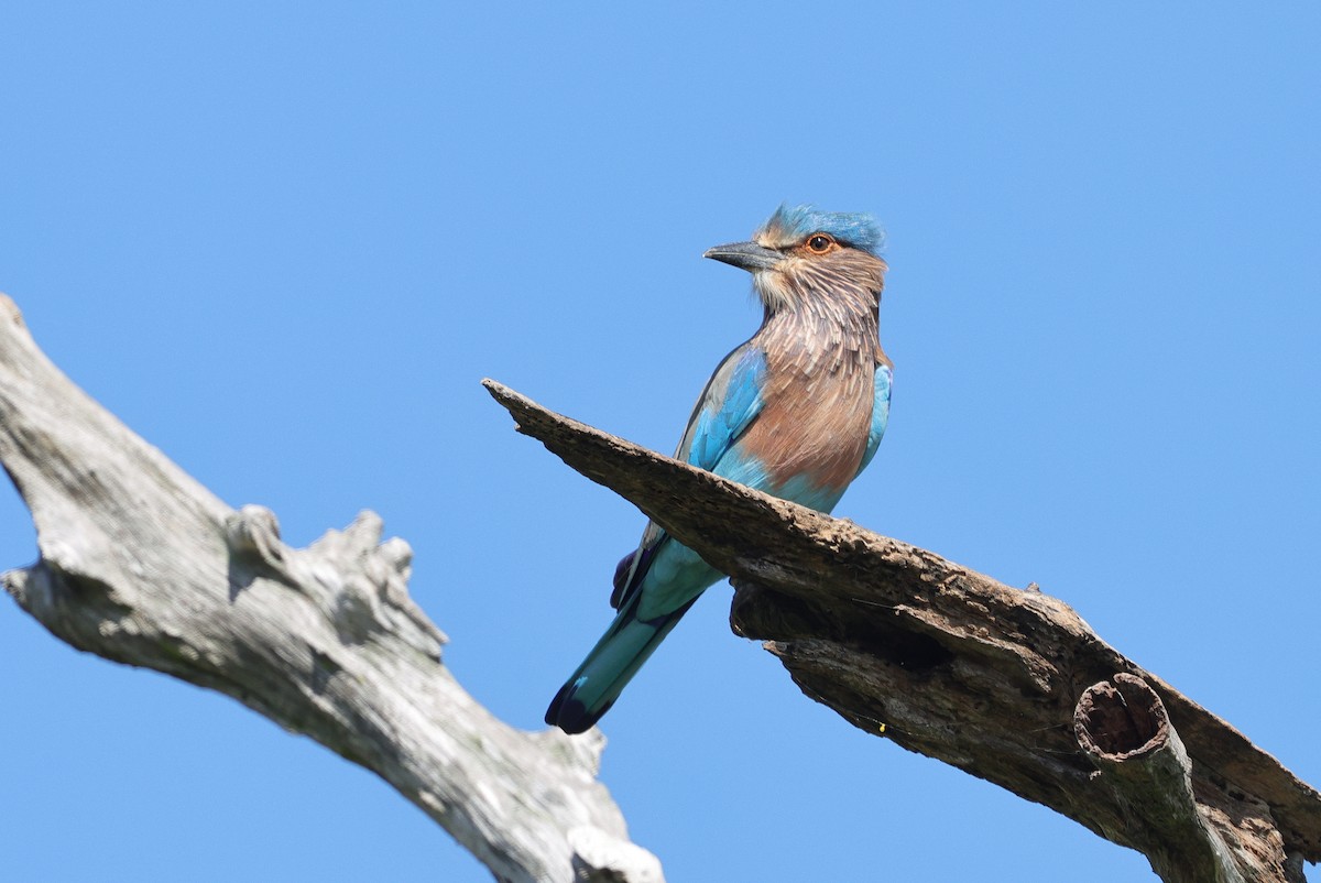 Indian Roller - ML647346466
