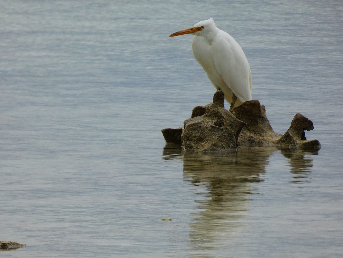 Pacific Reef-Heron - ML647346467