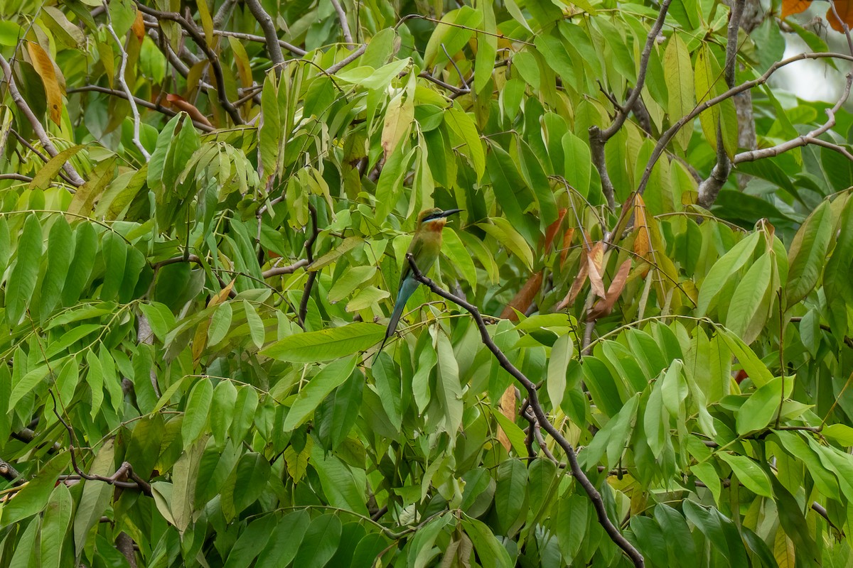 Blue-tailed Bee-eater - ML647346468