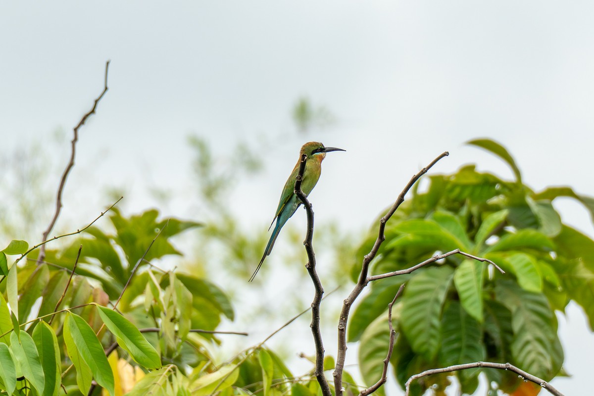 Blue-tailed Bee-eater - ML647346469