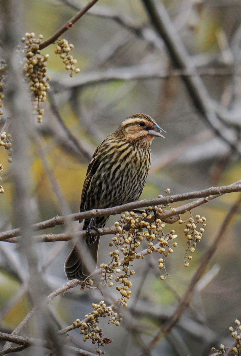 Red-winged Blackbird - ML647346470