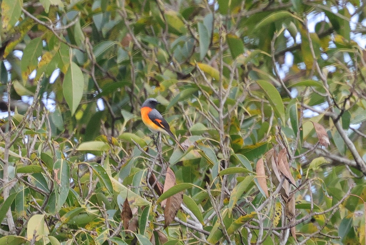 Small Minivet - ML647346471