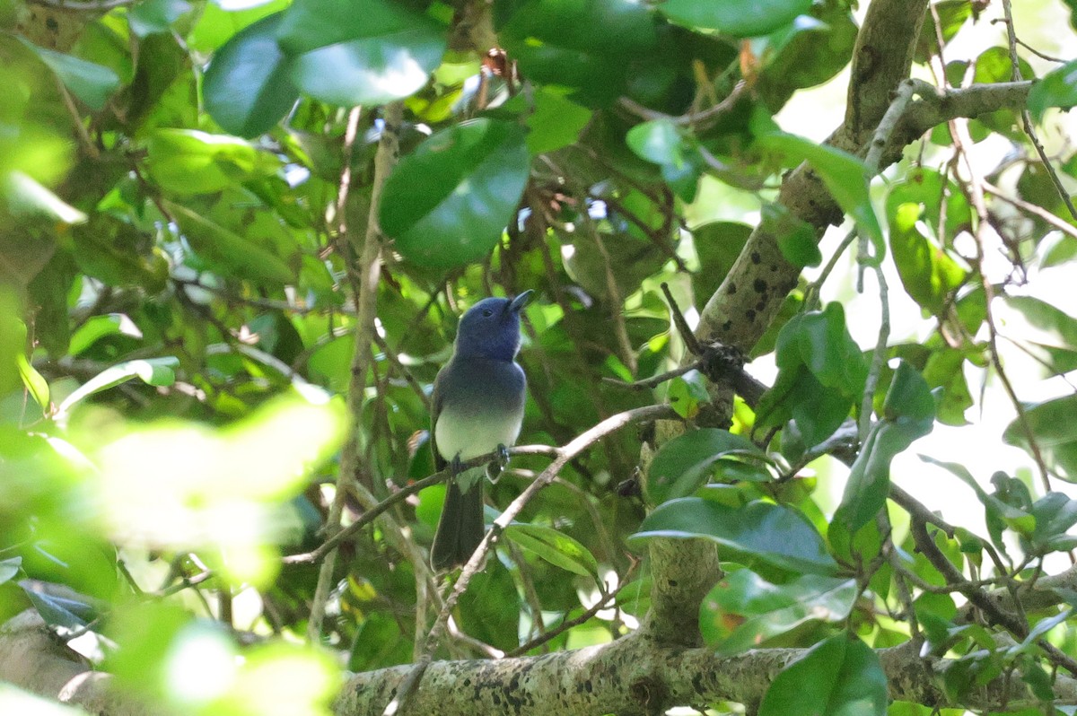 Black-naped Monarch - ML647346472