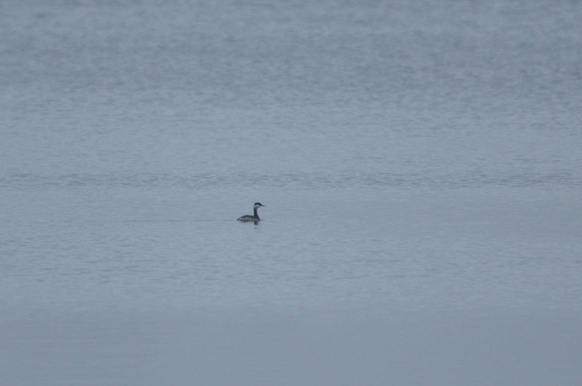 Horned Grebe - ML647346473