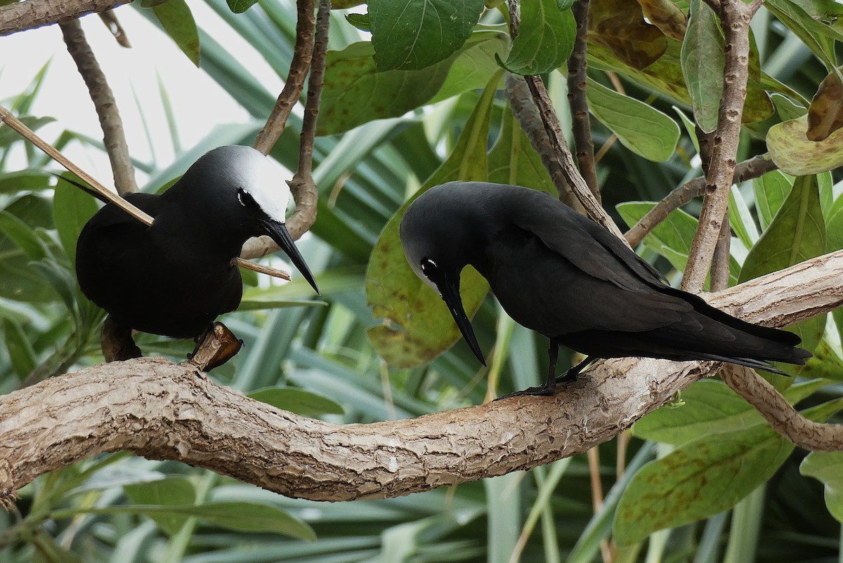 Black Noddy - ML647346474