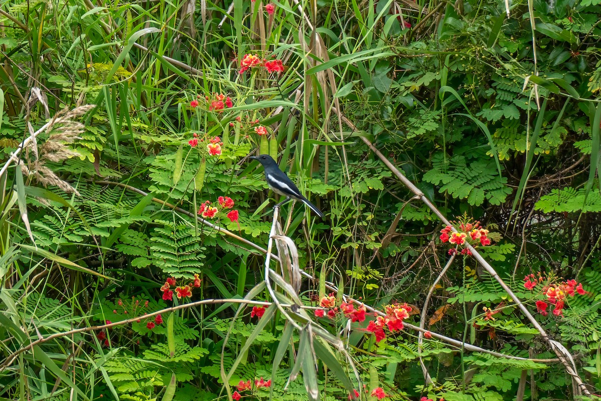 Oriental Magpie-Robin - ML647346477