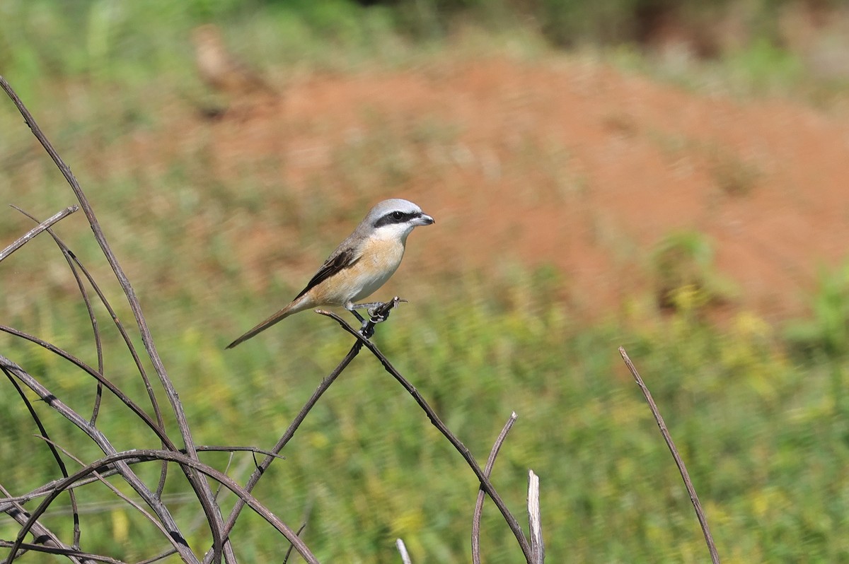 Brown Shrike - ML647346478