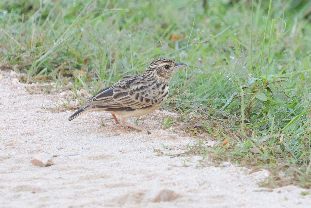Jerdon's Bushlark - ML647346480
