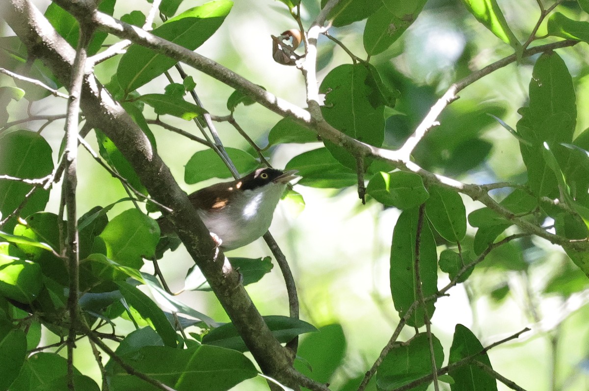 Dark-fronted Babbler - ML647346481