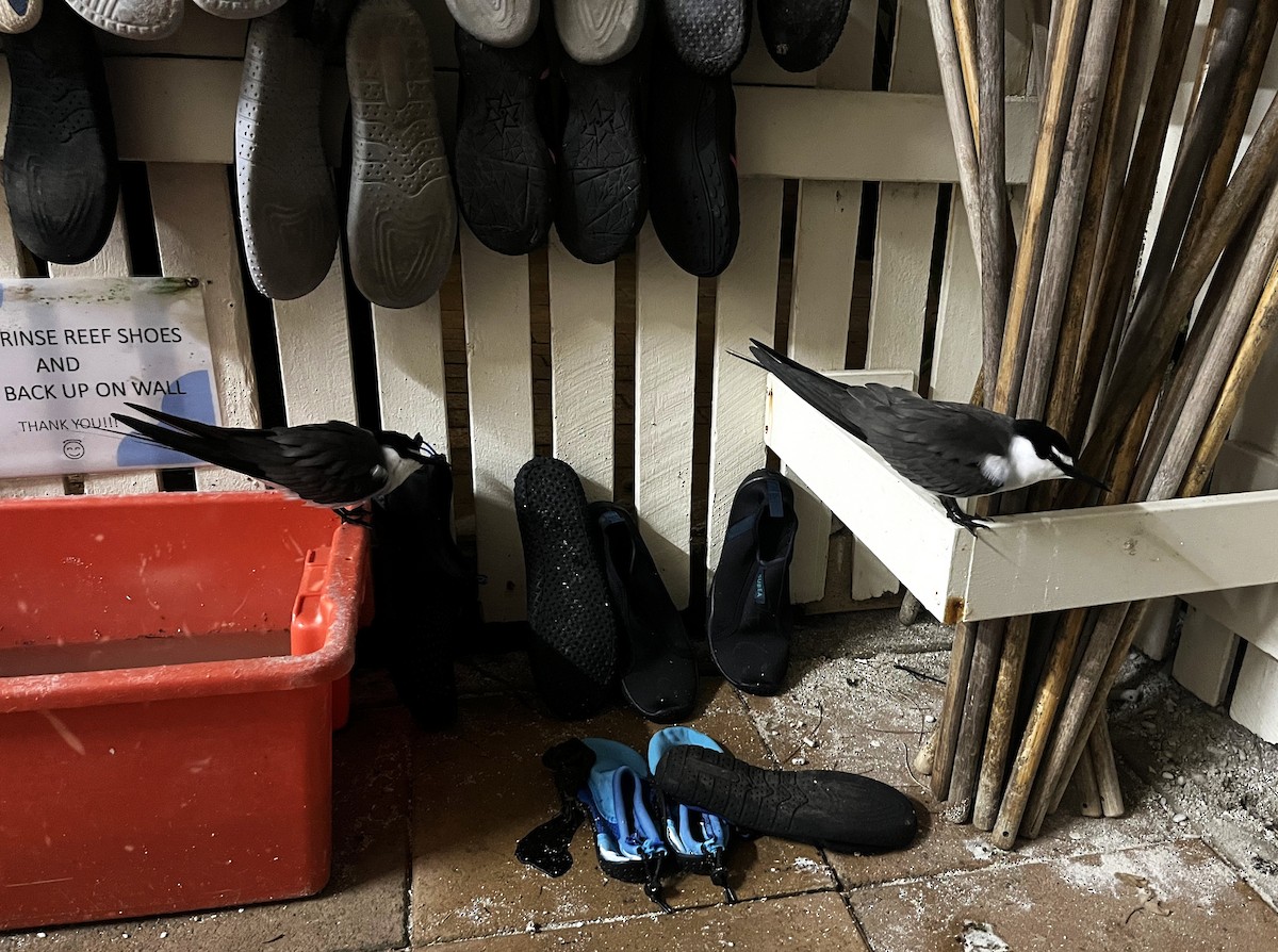 Bridled Tern - ML647346482