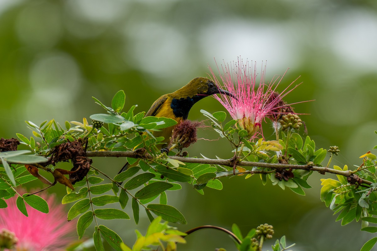 Ornate Sunbird - ML647346484