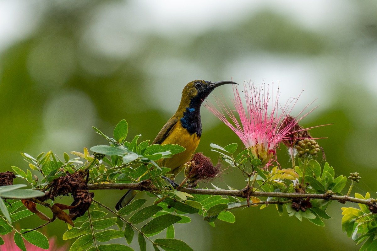 Ornate Sunbird - ML647346485