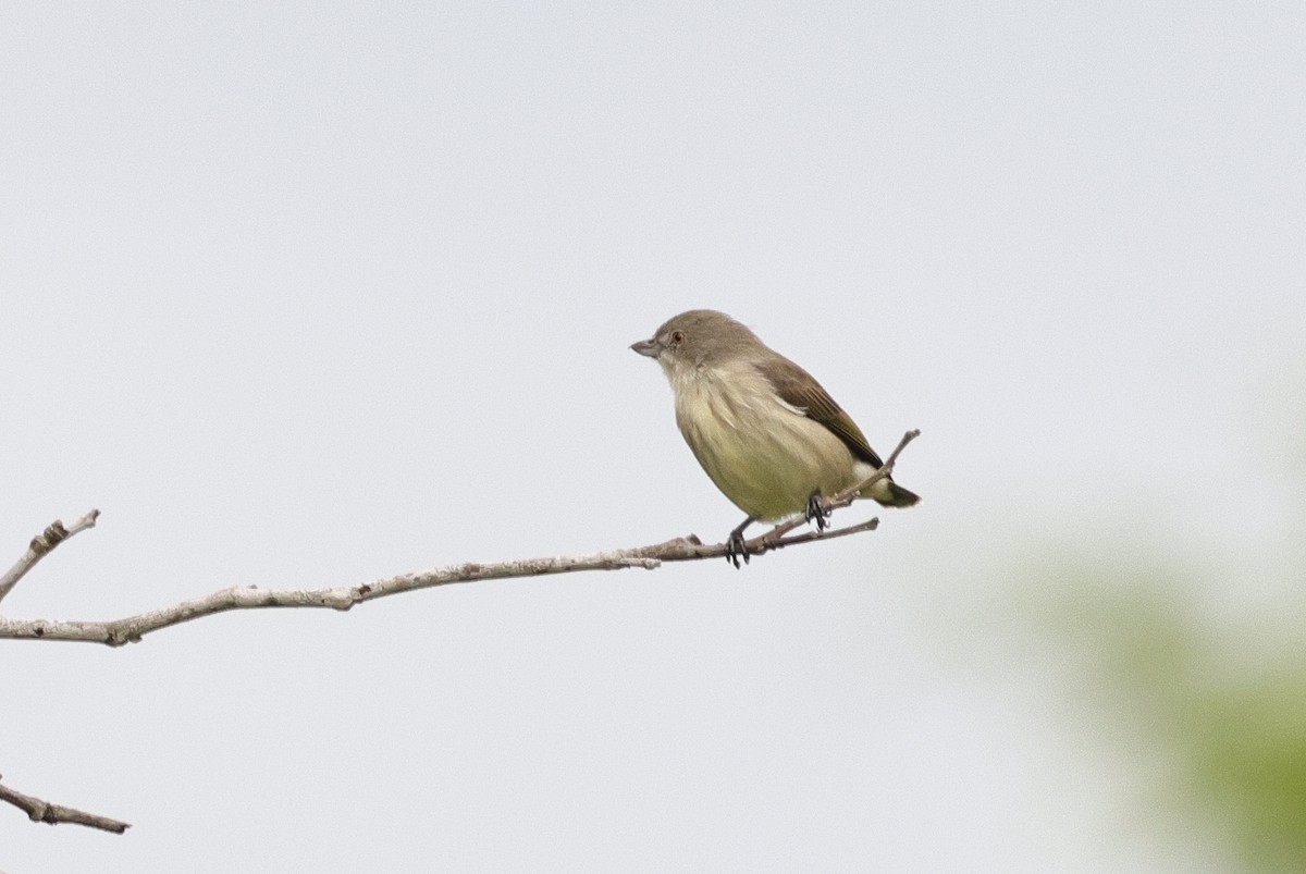 Thick-billed Flowerpecker (Indian) - ML647346488