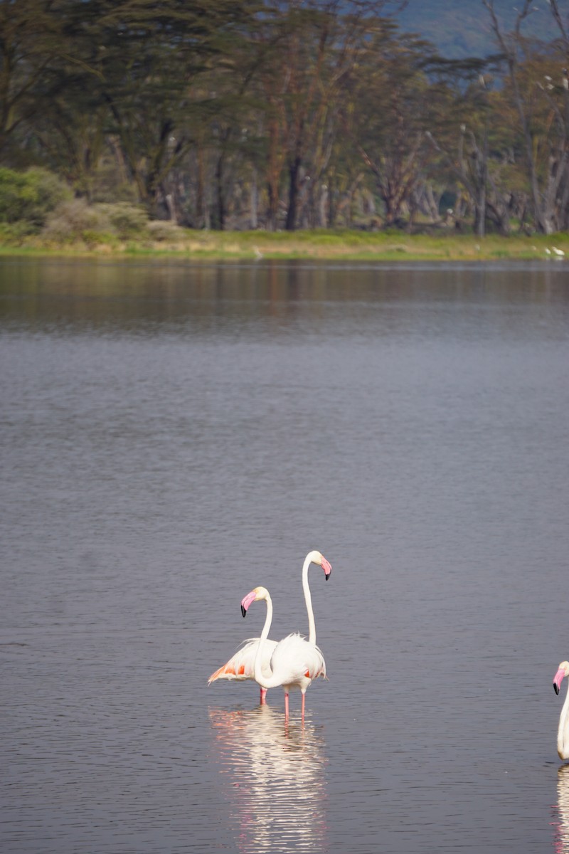 Lesser Flamingo - ML647346497