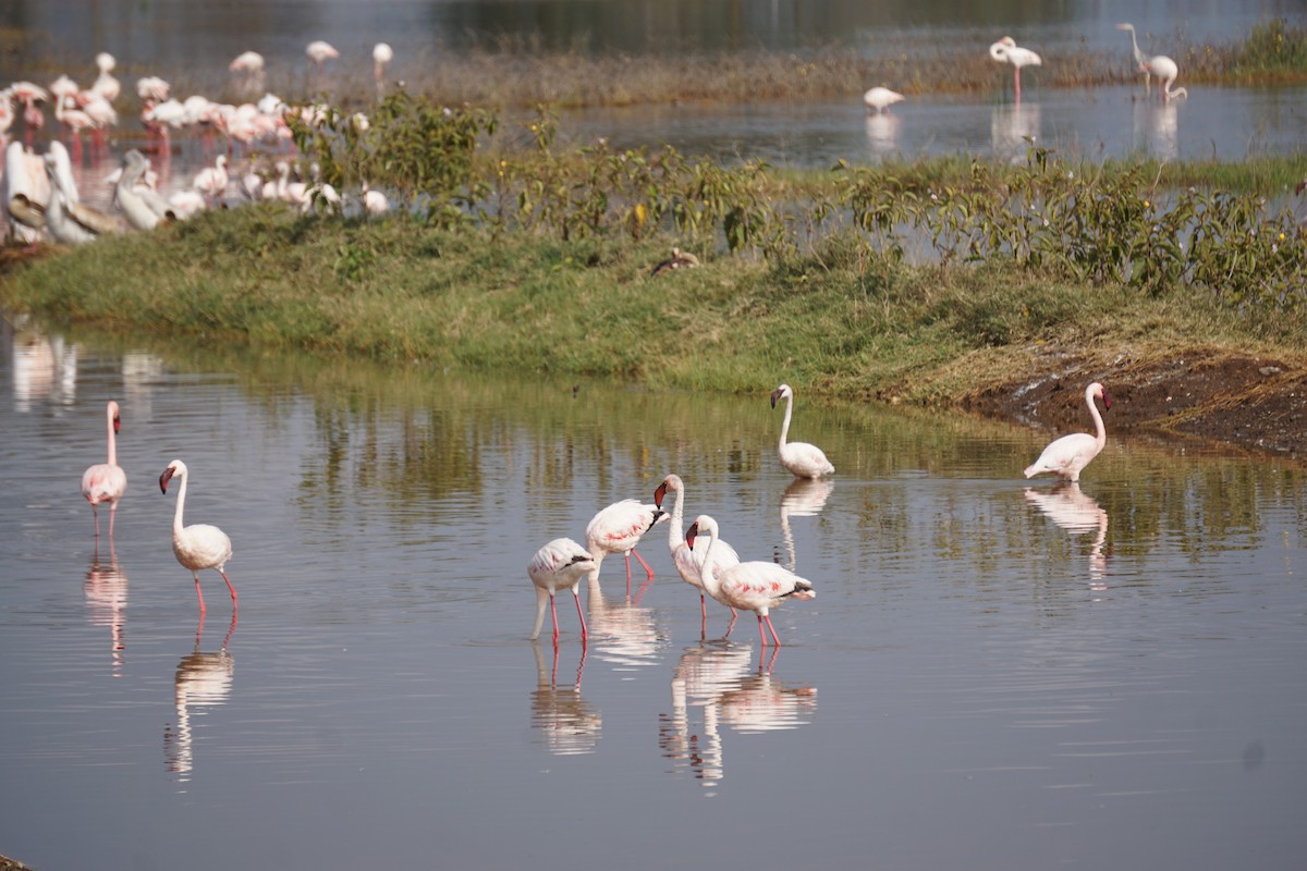 Lesser Flamingo - ML647346499