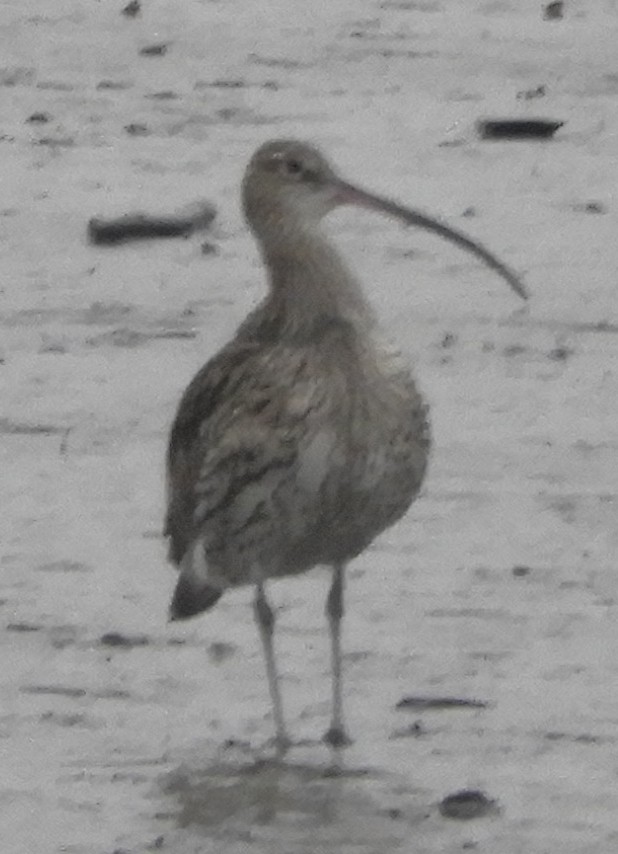 Eurasian Curlew - ML647346500