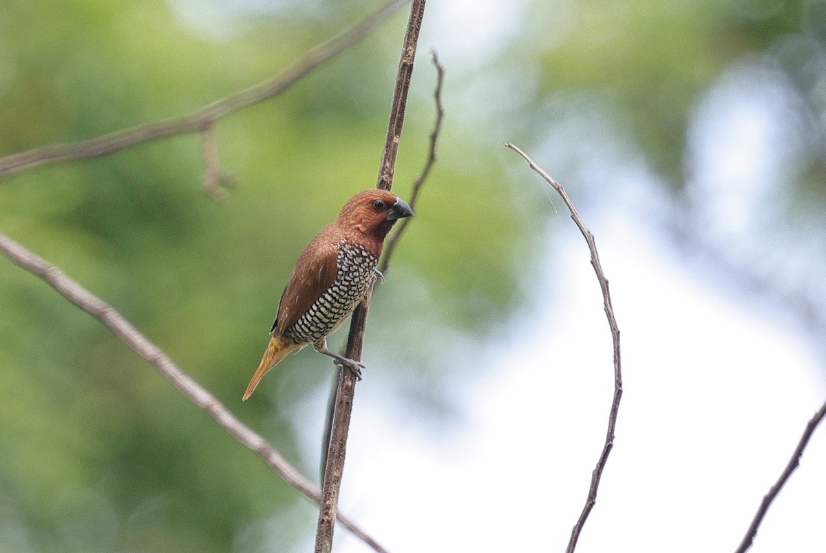 Scaly-breasted Munia - ML647346501