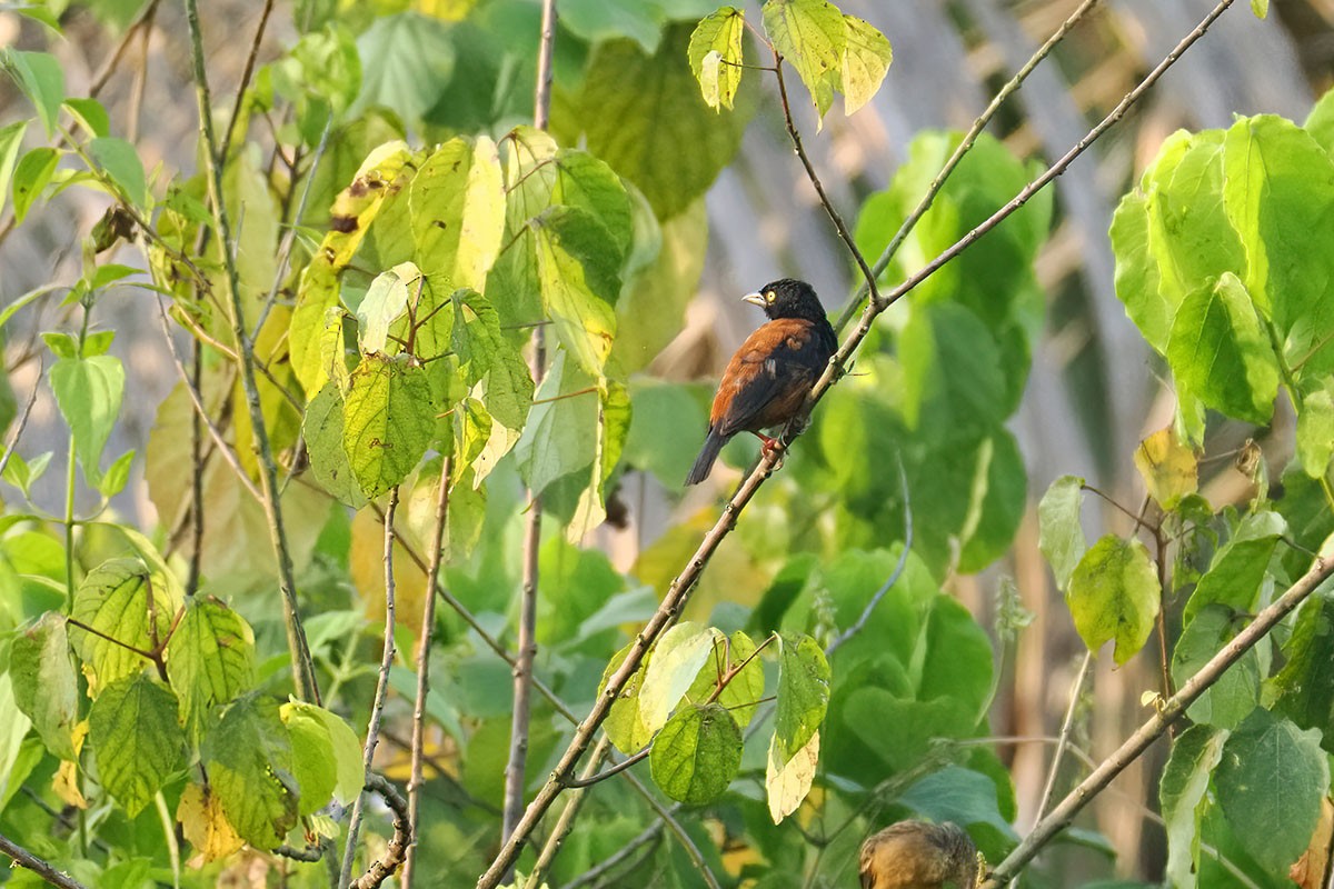 Chestnut-and-black Weaver - ML647346503