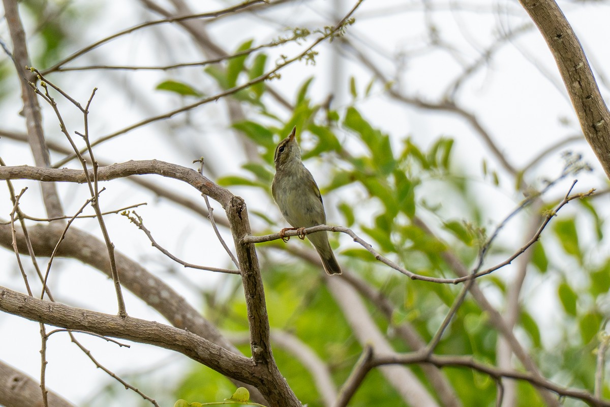 Arctic Warbler - ML647346504