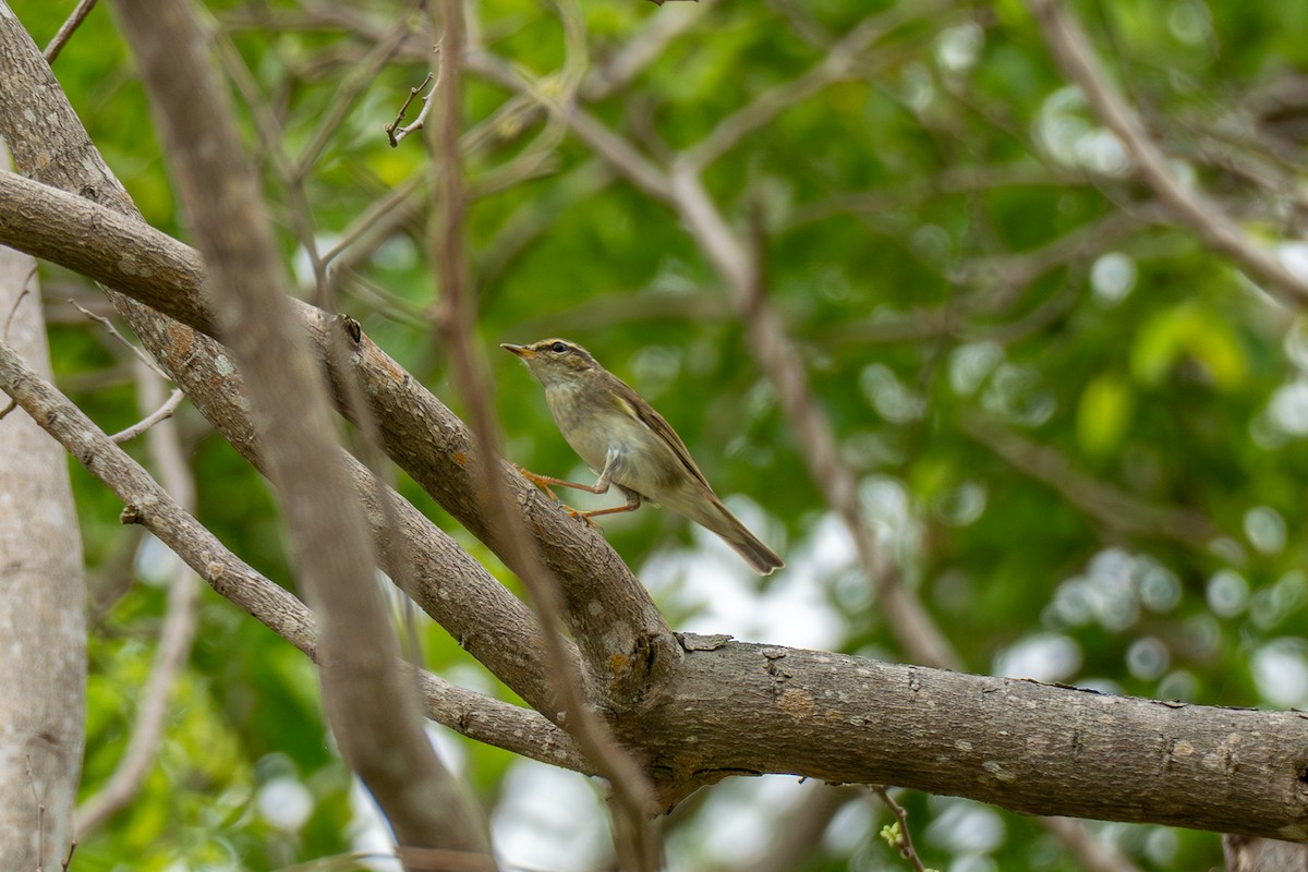 Arctic Warbler - ML647346505