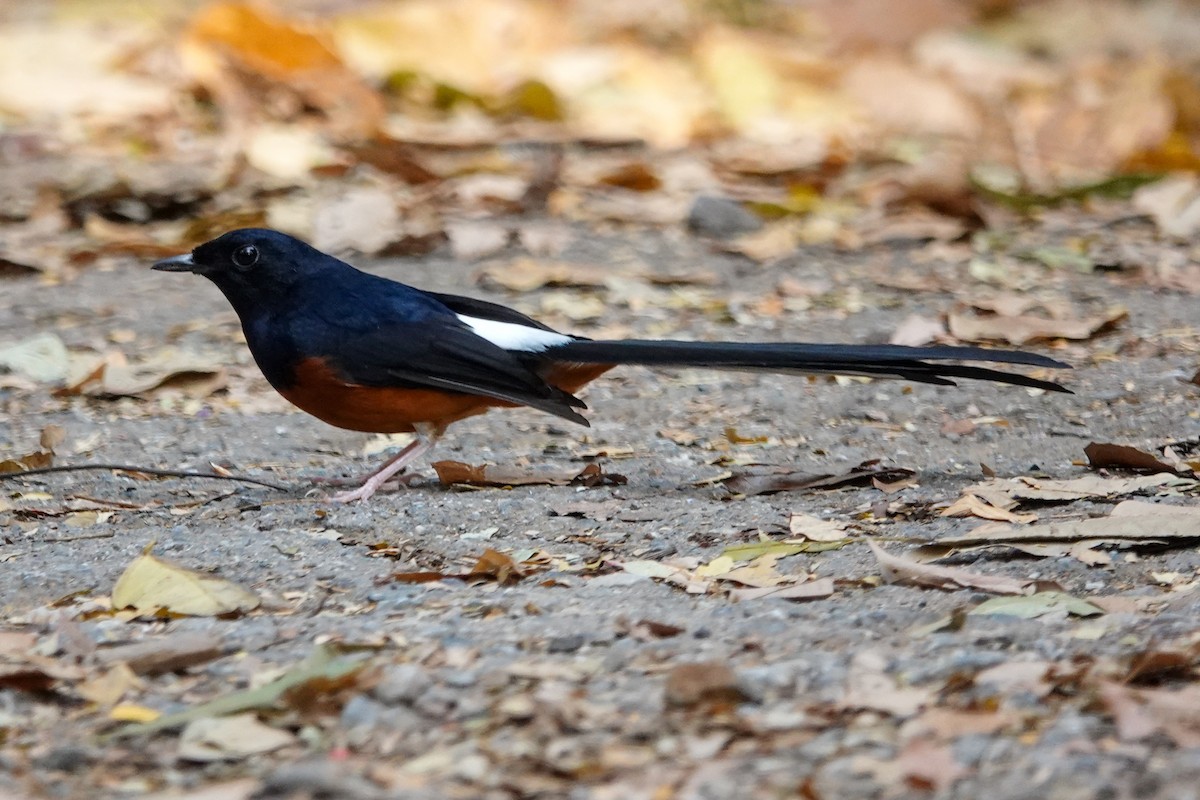 White-rumped Shama - ML647346507