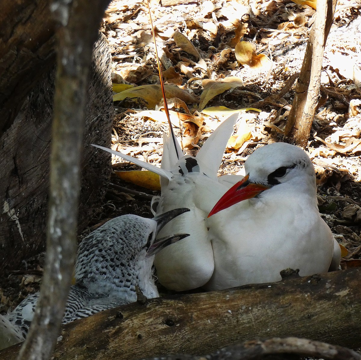 Red-tailed Tropicbird - ML647346508