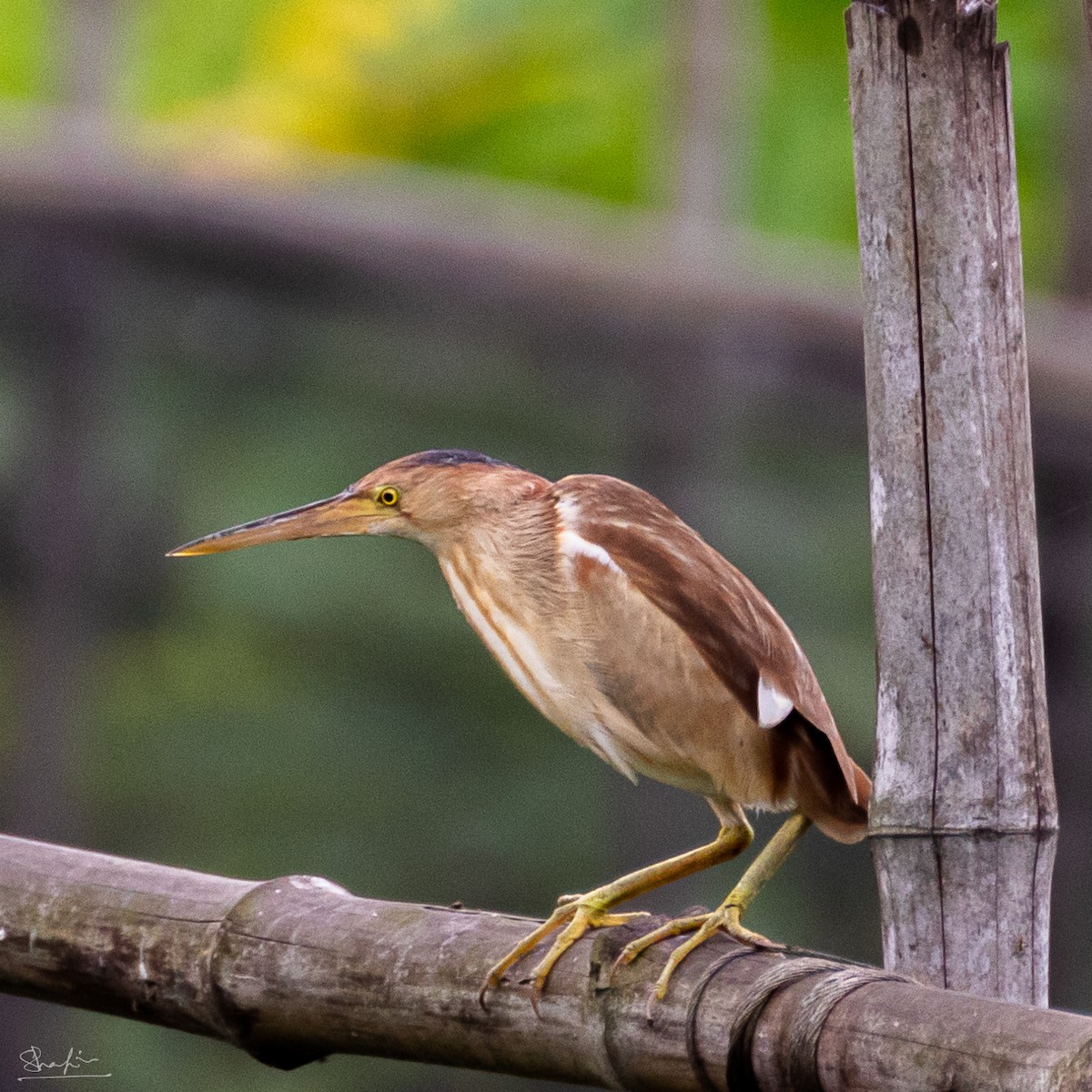 Yellow Bittern - ML647346533