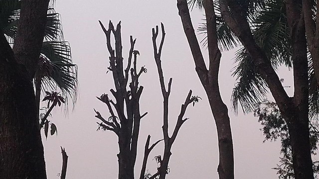 kulíšek indický - ML647346534