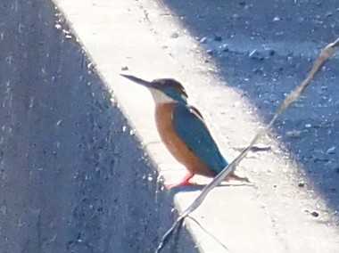 カワセミ - ML647346544