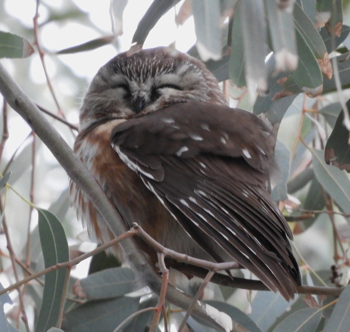 Northern Saw-whet Owl - ML647346549