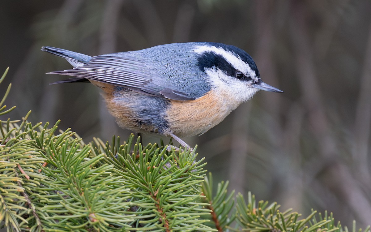 Red-breasted Nuthatch - ML647346551