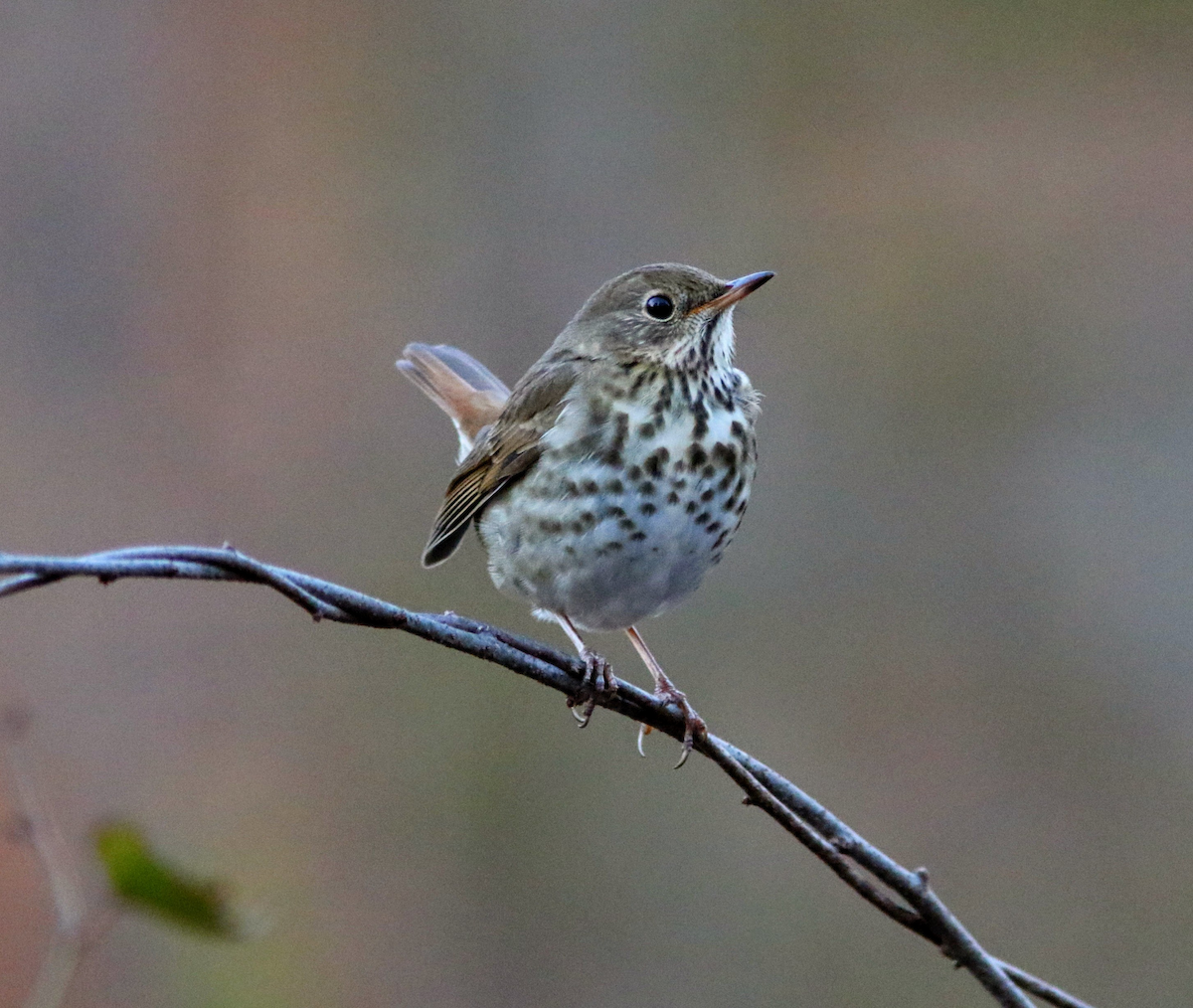 Einsiedler-Musendrossel - ML647346556