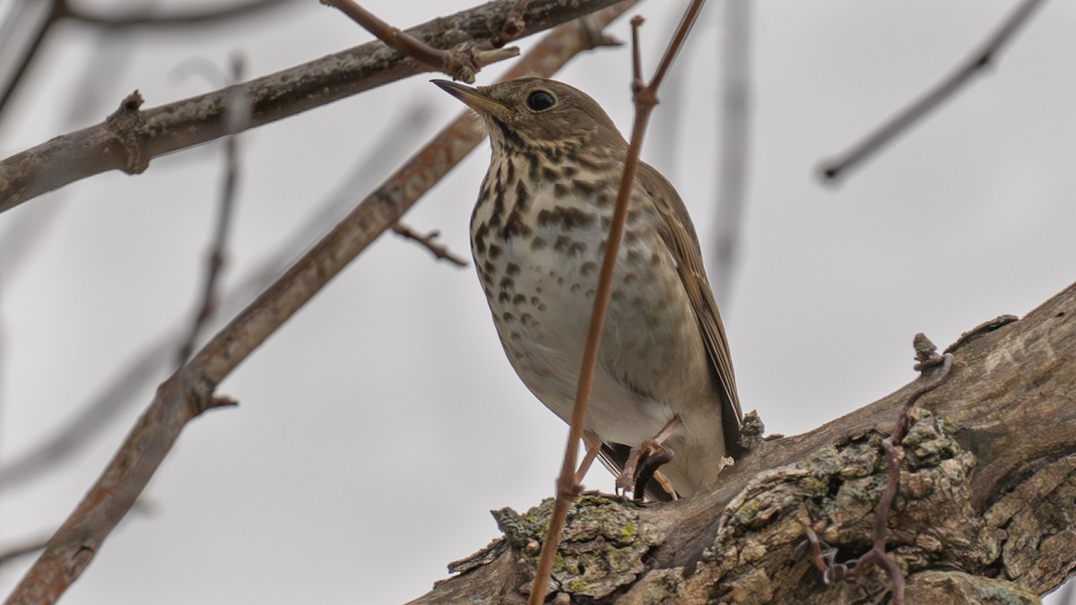 Einsiedler-Musendrossel - ML647346557