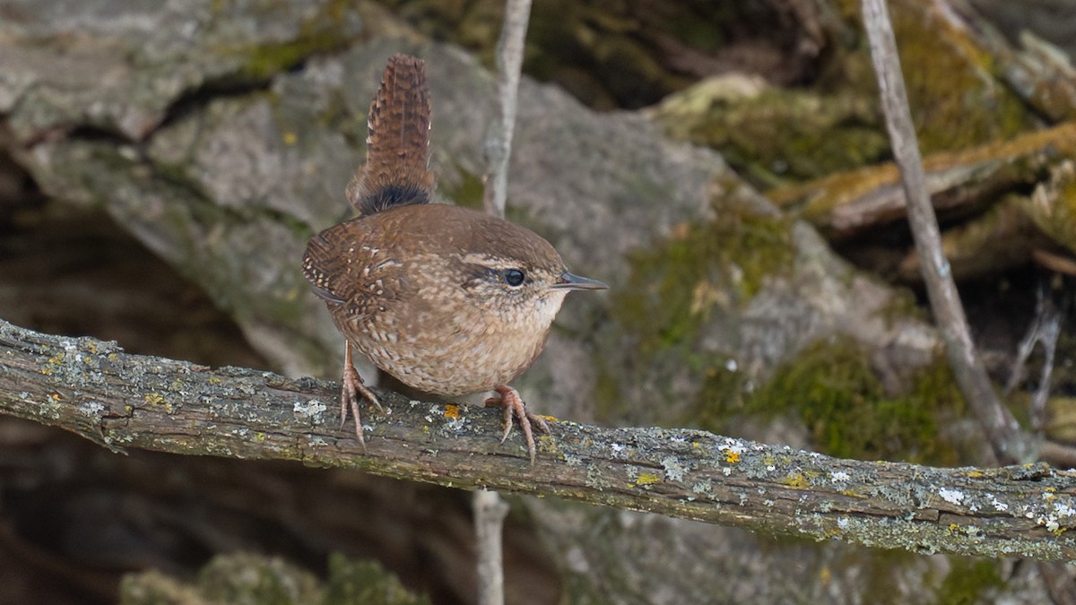 Winter Wren - ML647346559