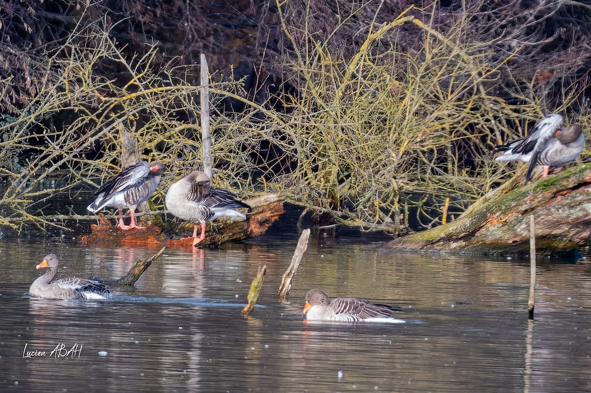 אווז אפור - ML647346560