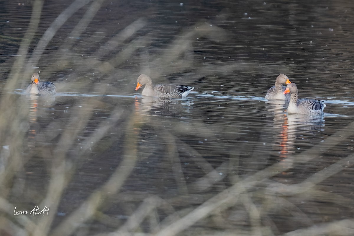 אווז אפור - ML647346561