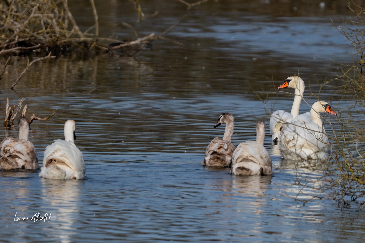 疣鼻天鵝 - ML647346562
